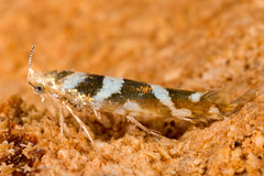 Argyresthia goedartella