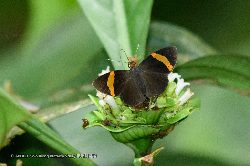 Orange-banded Flat