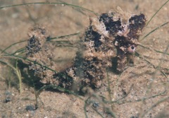 Hippocampus reidi