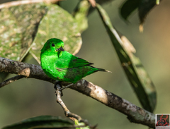 Chlorochrysa phoenicotis