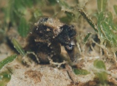 Hippocampus reidi