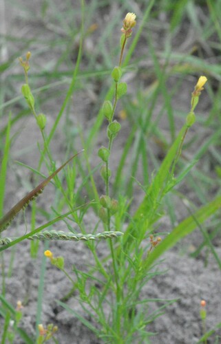 Image of Oenothera linifolia by (c) Dan Johnson, some rights reserved (CC BY)