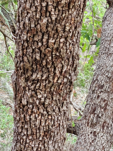 Image of Quercus laceyi by (c) Jo Roberts, some rights reserved (CC BY)