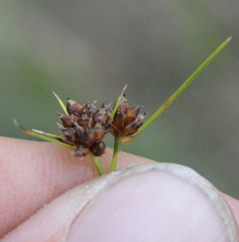 Image of Rhynchospora harveyi by (c) Dan Johnson, some rights reserved (CC BY)