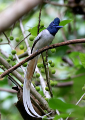 Terpsiphone affinis floris