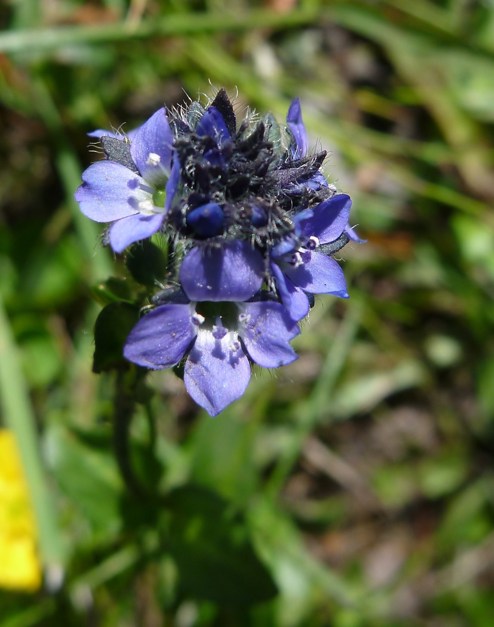 Veronica alpina