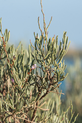 Limoniastrum monopetalum