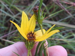 Helianthus salicifolius