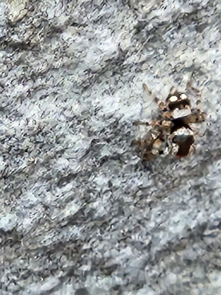 Naphrys acerba