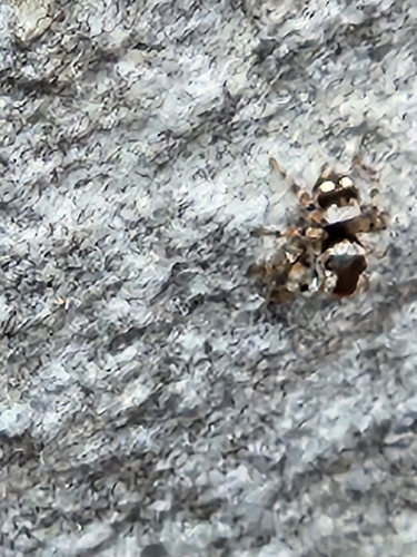 Naphrys acerba