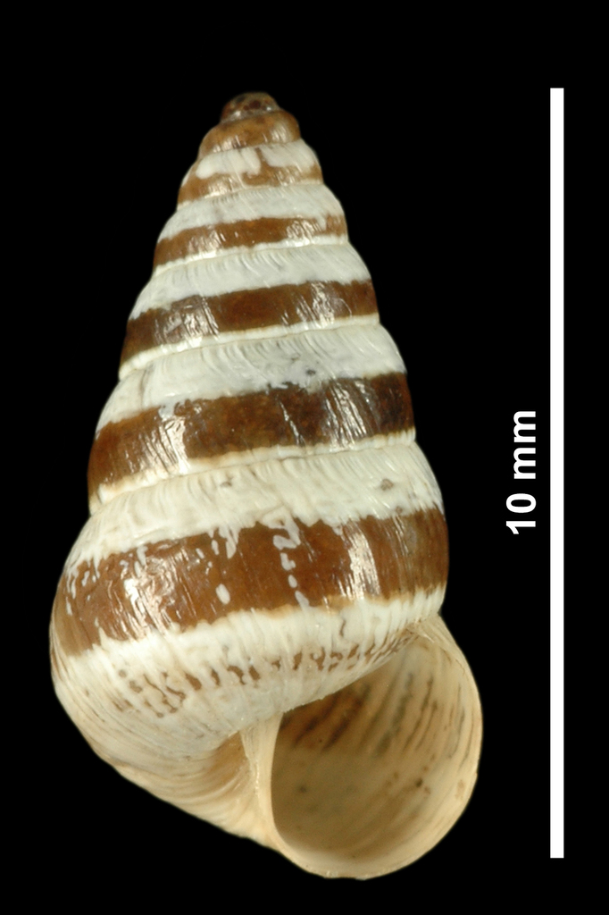 potbellied helicellid