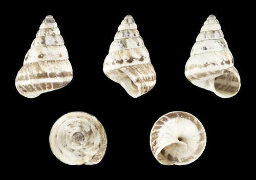 Small Pointed Snail