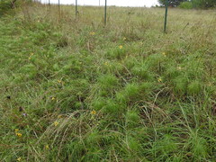 Helianthus salicifolius