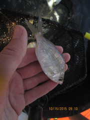 Eucinostomus argenteus