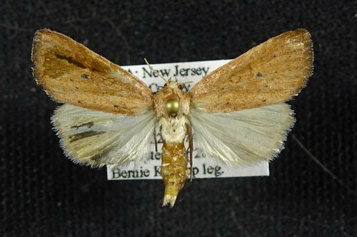 Spartiniphaga carterae