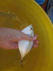 Chloroscombrus chrysurus