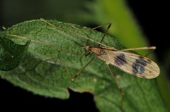 Erioptera venusta