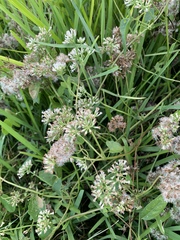 Mikania scandens image