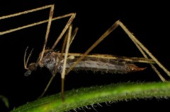 Erioptera venusta
