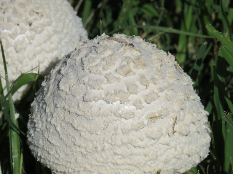 Amanita foetens · April 2023 · photo: © tandria (iNaturalist, cc-by)