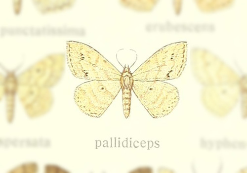 Scopula pallidiceps thumbnail