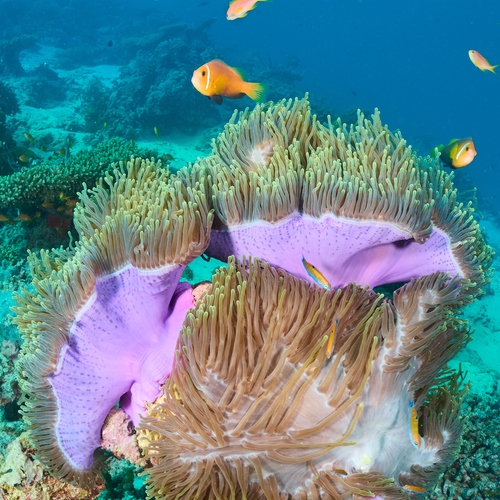 Moon Wrasse — seen at this dive site