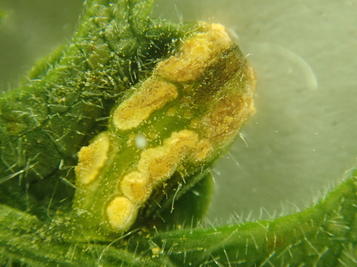 Puccinia chaerophylli
