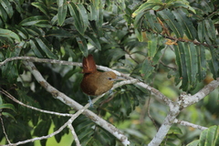 Dendrexetastes rufigula