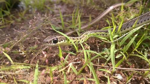 Southern Striped Snake, Lygophis meridionalis