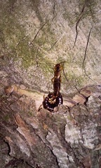 Forficula auricularia