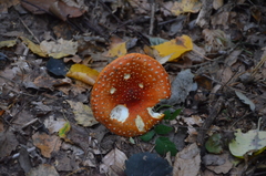 Amanita muscaria