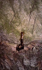 Forficula auricularia