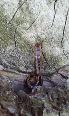 Forficula auricularia