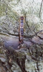 Forficula auricularia