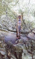 Forficula auricularia