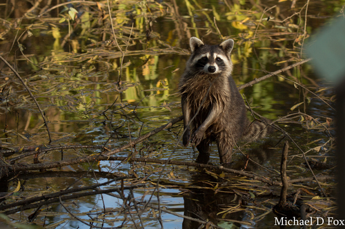 Common Raccoon photographed in Texas