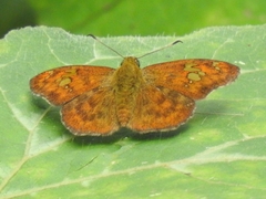 Pseudocoladenia dan