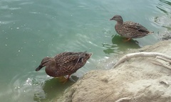 Anas platyrhynchos