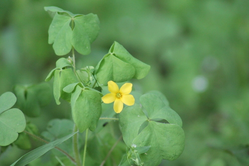Image of Oxalis illinoensis by (c) Dominic, some rights reserved (CC BY)