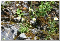 Erigeron hyssopifolius