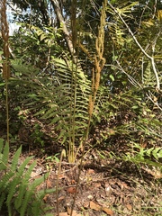 Osmundastrum cinnamomeum image