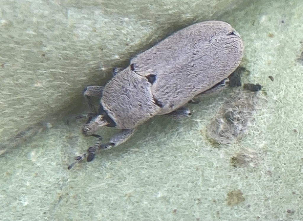 Texas Solanum Weevil