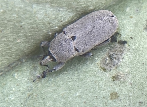 Texas Solanum Weevil