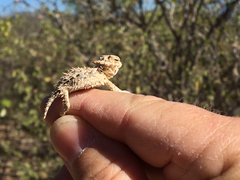Phrynosoma coronatum