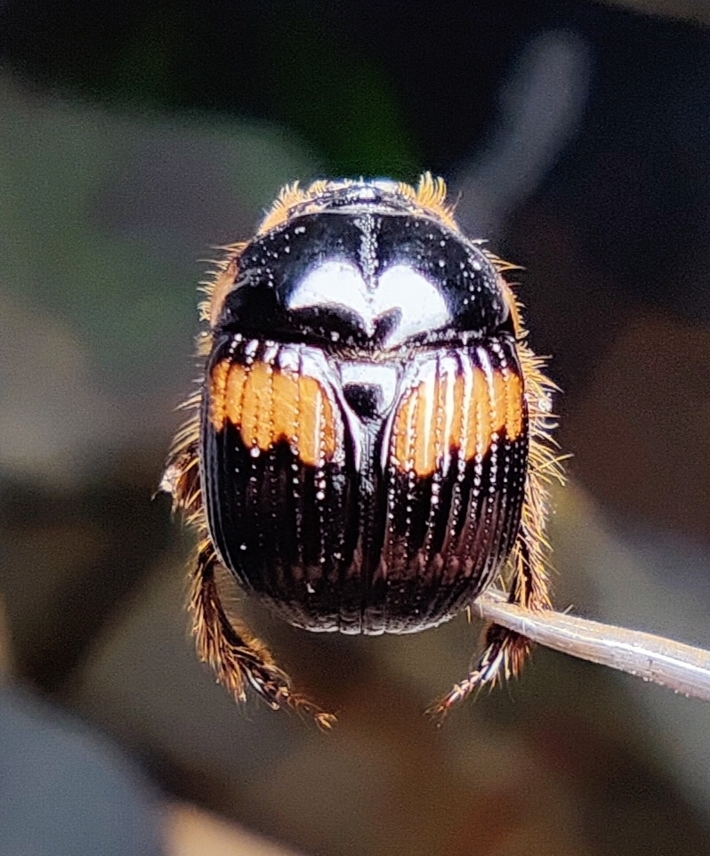 Bolbochromus vespertialis