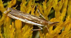 Crambus cypridalis