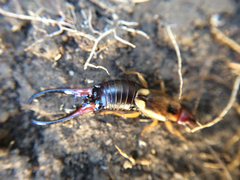 Forficula auricularia