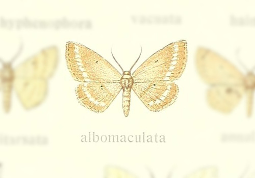 Scopula albomaculata