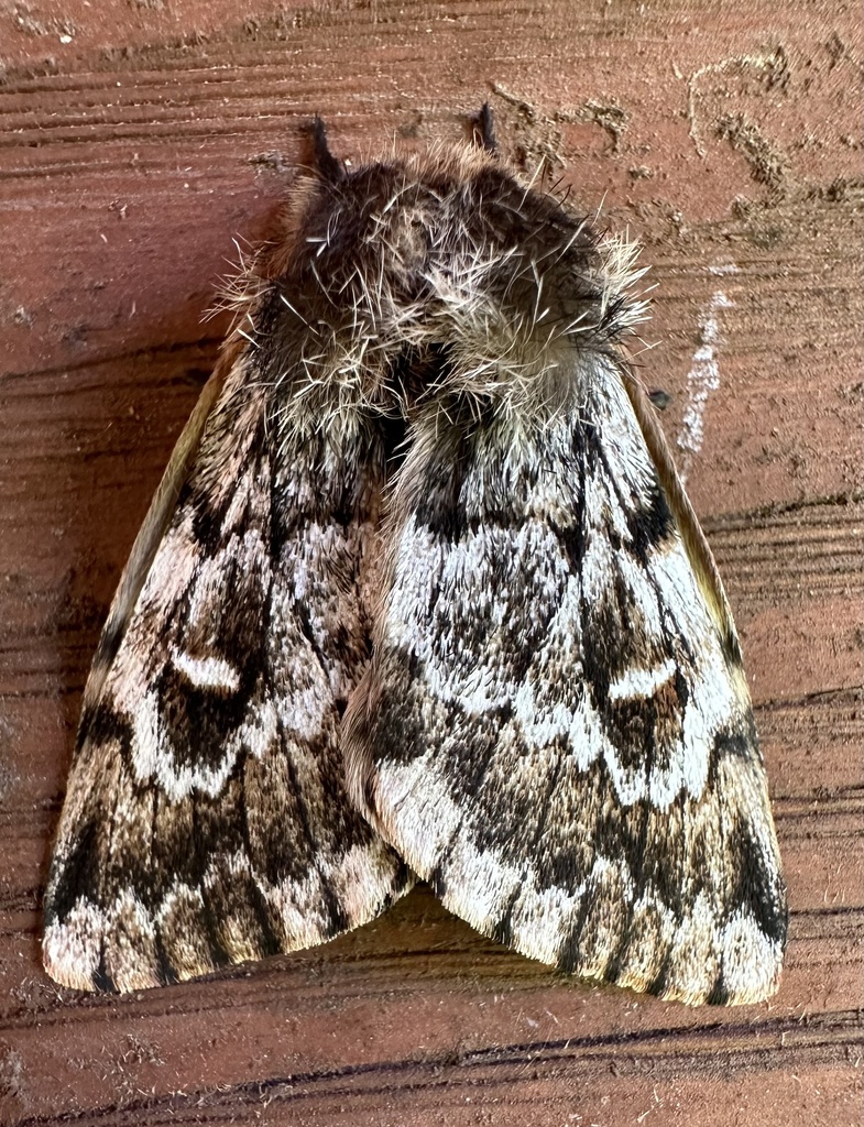 Ormiscodes nigrosignata