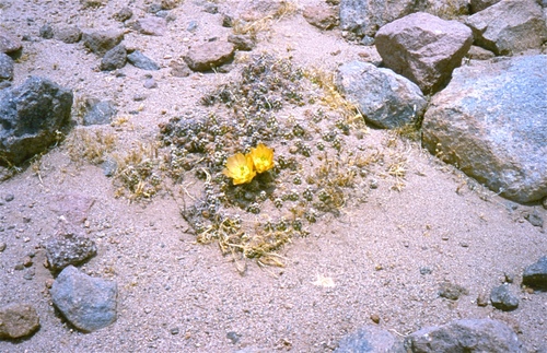 Maihueniopsis conoidea